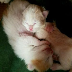sundance-vacations-charities-happy-hearts-&-tails-and-animal-shelter-rescue-fostering-adoption-kittens